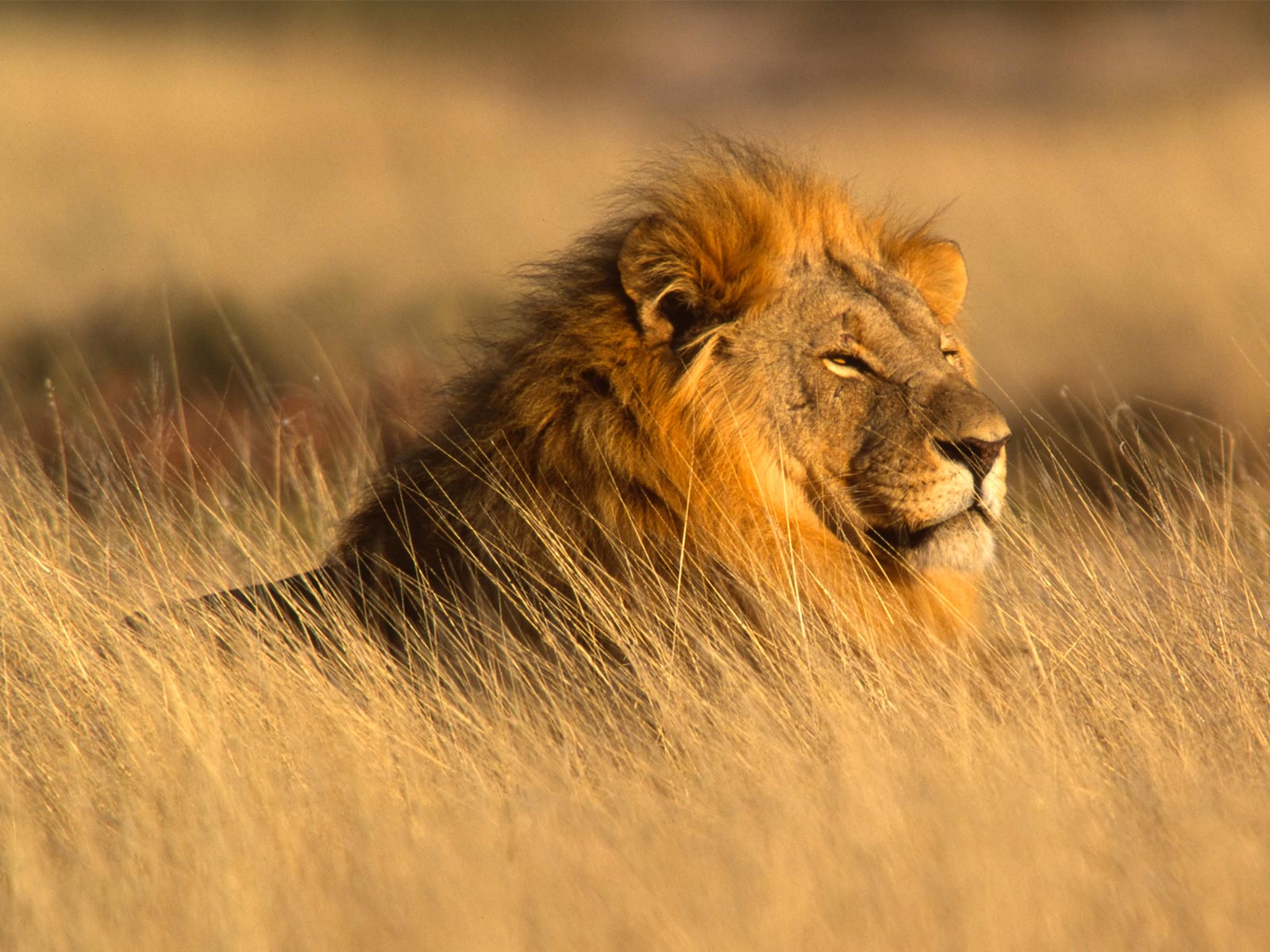 slideshow_photo_lion